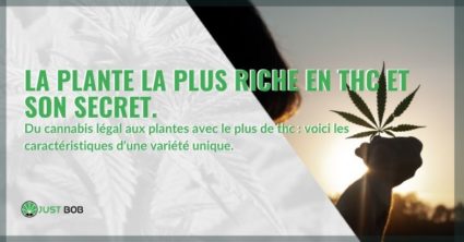 La plante avec le plus haut niveau de THC et son secret