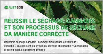 Réussir le séchage: cannabis et son processus de séchage da manière correcte