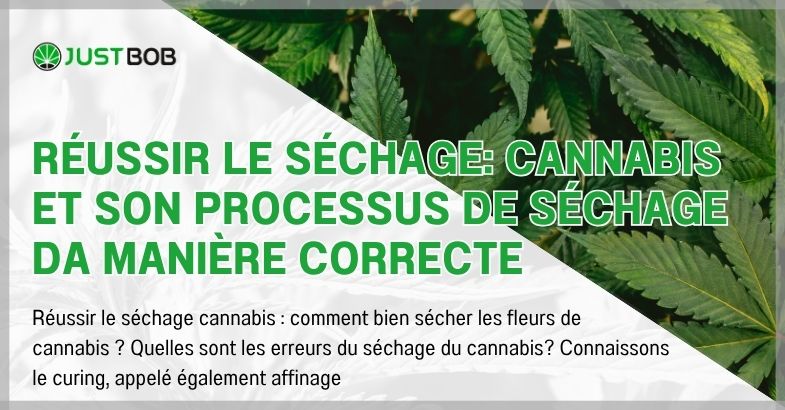 Réussir le séchage: cannabis et son processus de séchage da manière correcte