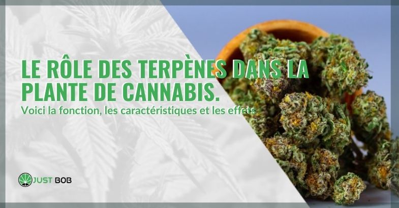 Quel rôle jouent les terpènes dans la plante de cannabis?