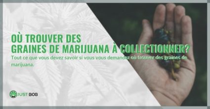 Où trouver des graines de marijuana à collectionner?