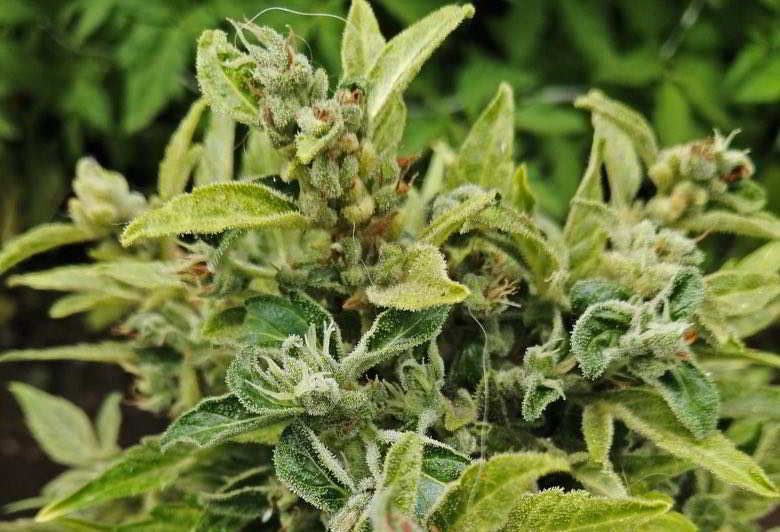 Découvrez comment est fabriqué le haschisch légal : extraction de la plante.
