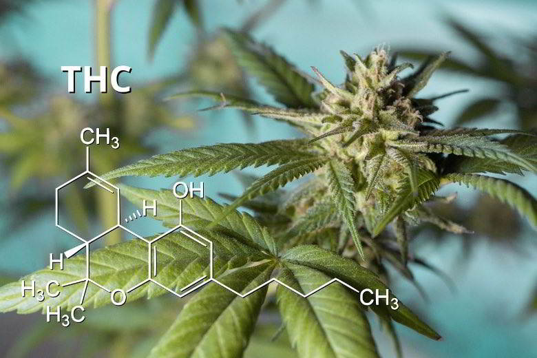 La marijuana est-elle mauvaise pour vous ? Effets d'une teneur élevée en THC.