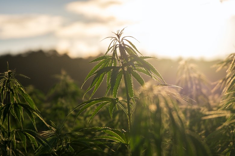 Marijuana sativa légale différences avec le cannabis indica.