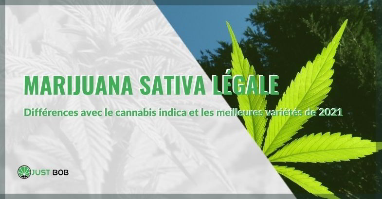 Marijuana sativa légale