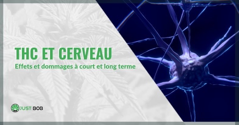 THC et cerveau : effets.