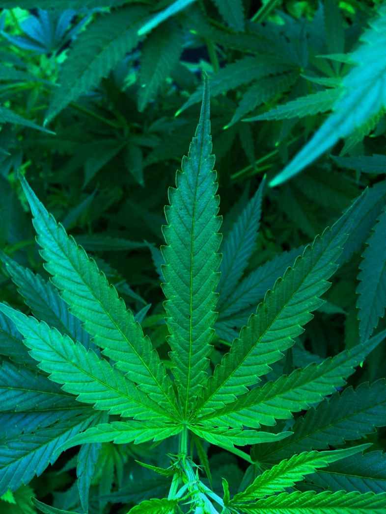 La précieuse plante de cannabis CBD est désormais légale
