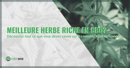 Tout savoir sur la meilleure herbe riche en CBD de France