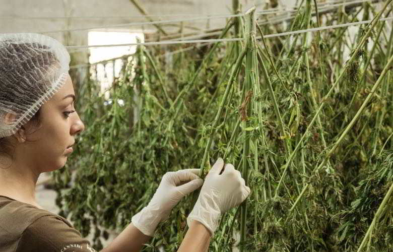 La récolte et le traitement du cannabis léger zkittles CBG.