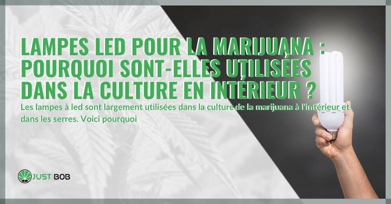 Lampes LED pour la marijuana : pourquoi sont-elles utilisées dans la culture en intérieur ?