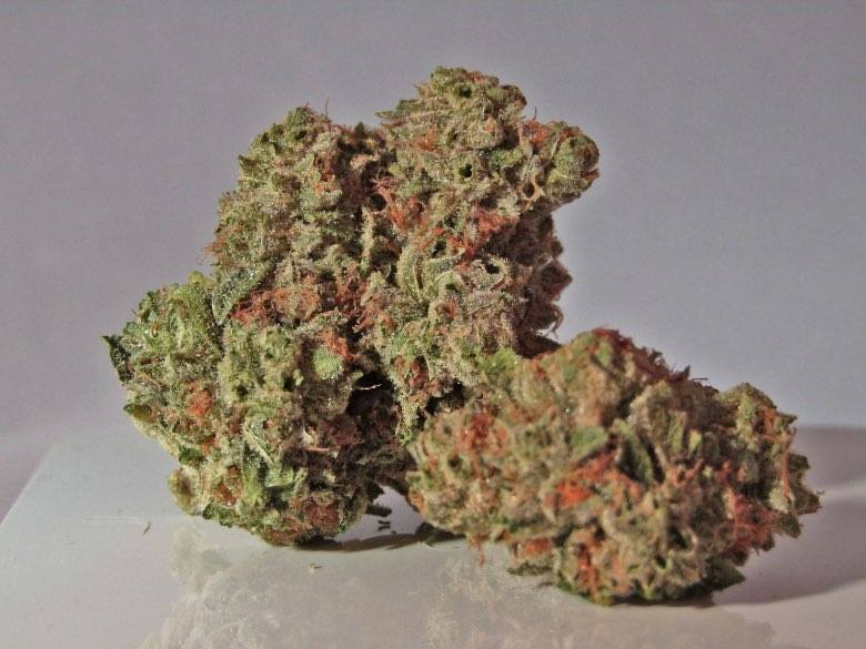 Master Kush: l'une des meilleures variétés de chanvre CBD