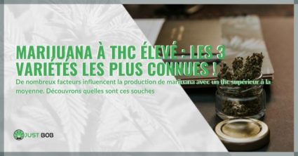 Marijuana à THC élevé : les 3 variétés les plus connues !