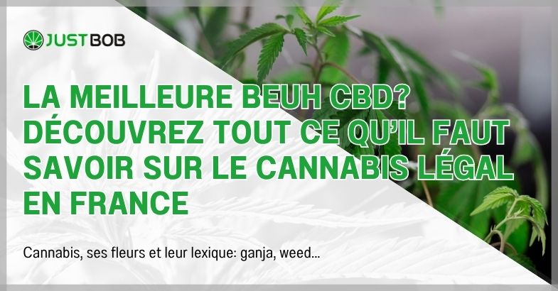 La meilleure beuh CBD? Le cannabis légal en France