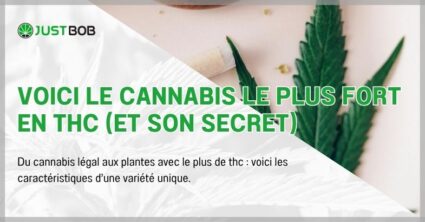 Voici le cannabis le plus fort en THC