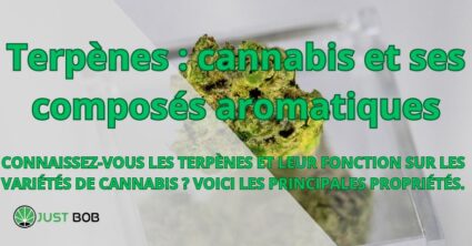Terpènes : cannabis et ses composés aromatiques