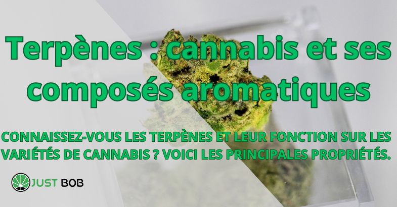 Terpènes : cannabis et ses composés aromatiques