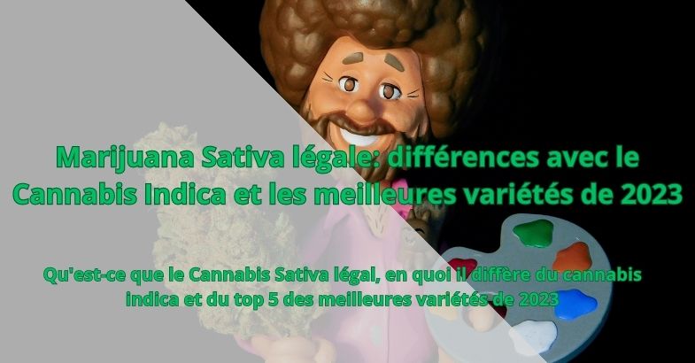 Marijuana Sativa légale: différences avec le Cannabis Indica et les meilleures variétés de 2023