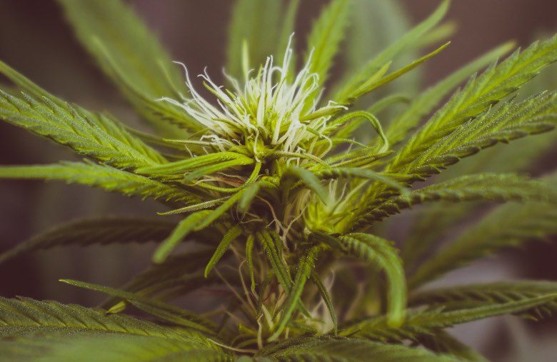Fleurs et feuilles de chanvre sativa contenant du CBD