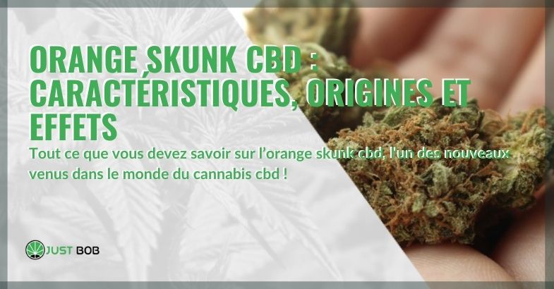 Les caractéristiques, origines et effets de l'Orange Skunk CBD