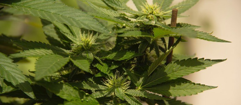 Gorilla Glue light: l'une des mauvaises herbes les plus connues et les plus connues