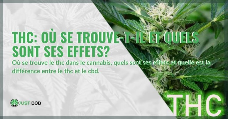 Dans quelle partie de la plante de cannabis se trouve du THC?