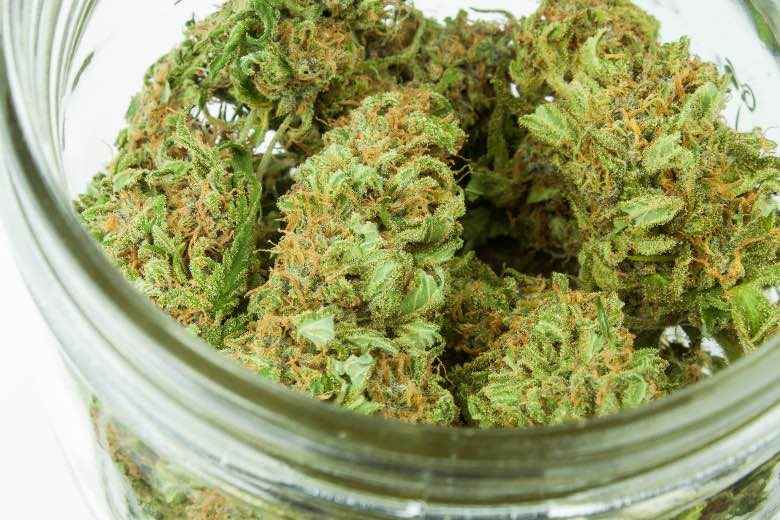 Cannabis Flos ou fleurs de marijuana médicale séchées
