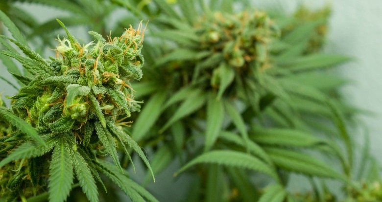 Feuilles et fleurs de cannabis recouvertes de résine CBD