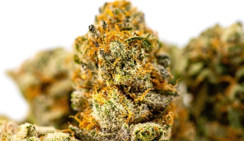 Fleurs de cannabis Bedrocan et Bedrobinol