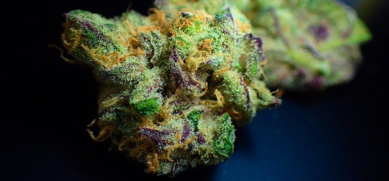 Fleurs de cannabis avec THC