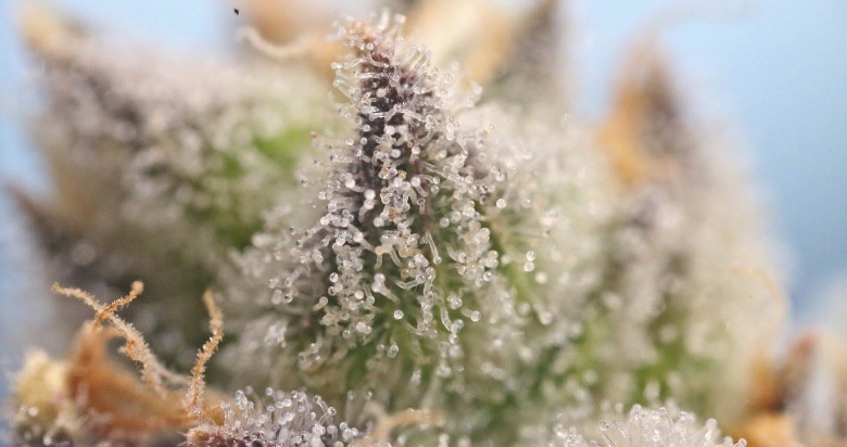 Trichomes du cannabis
