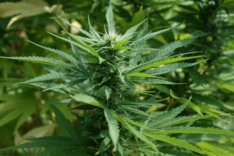 Plante de cannabis avec THC