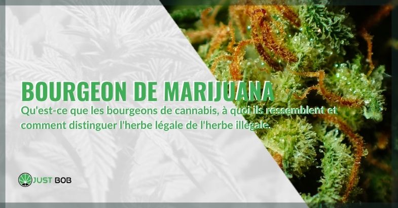 Que sont les bourgeons de marijuana et comment les reconnaître.