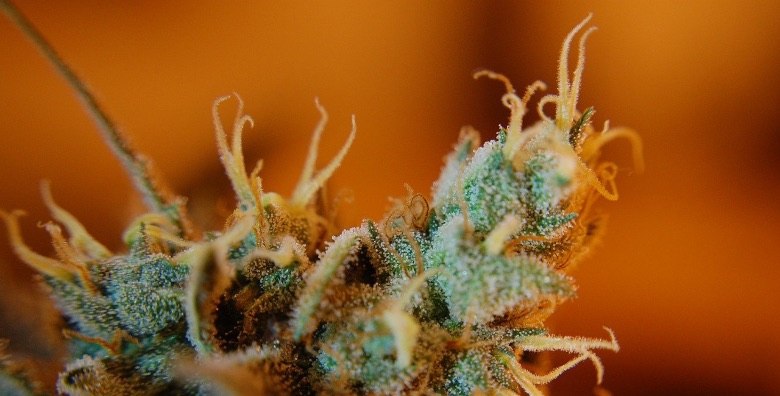 Fleur de cannabis légère aux trichomes mûrs