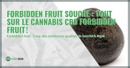 Tout sur le haschich légal Forbidden Fruit