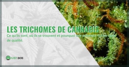 Où trouve-t-on les trichomes de cannabis et quels sont-ils?