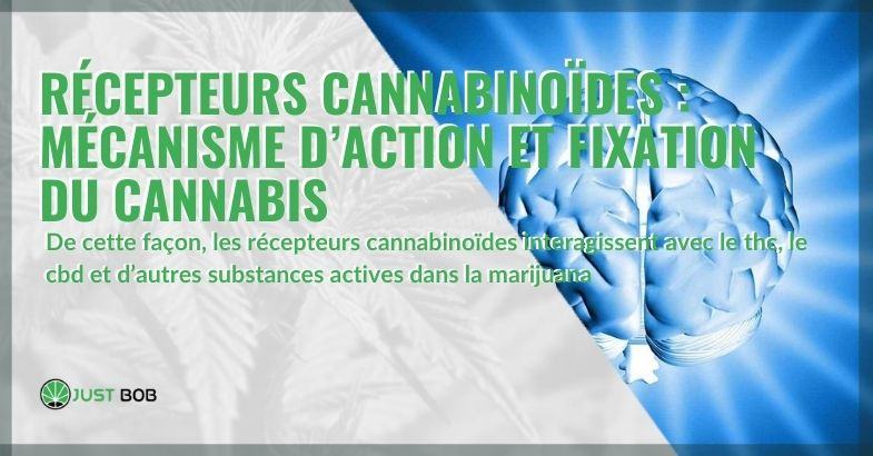 Le mécanisme d'action des récepteurs cannabinoïdes et le lien avec le cannabis
