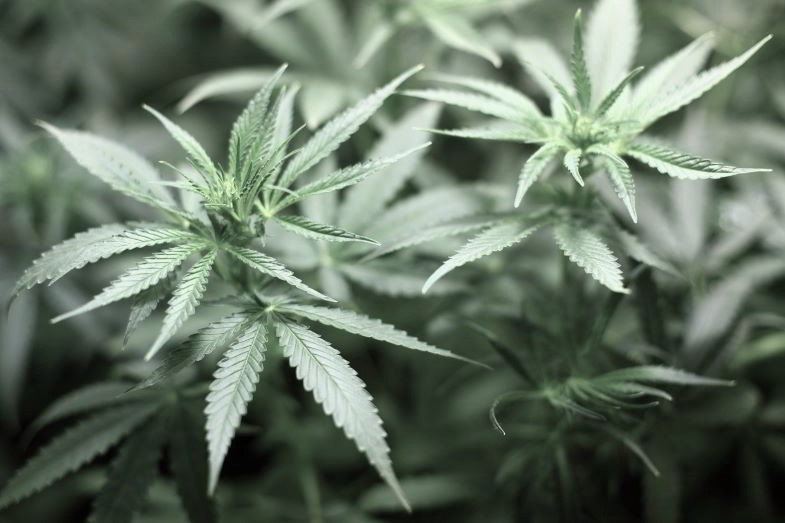 Cannabinoïde cbg : étude approfondie.