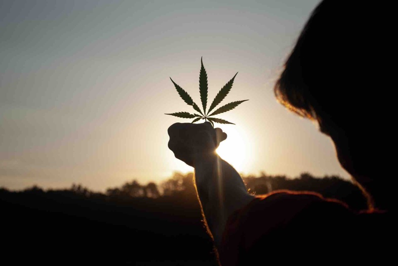 Toutes les différences entre le cannabis légal et illégal