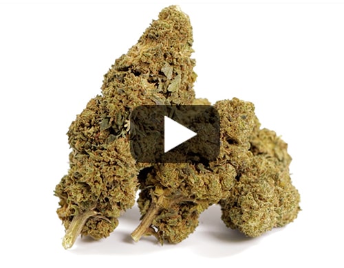 cbd-france-GG#4-cbd-boost
