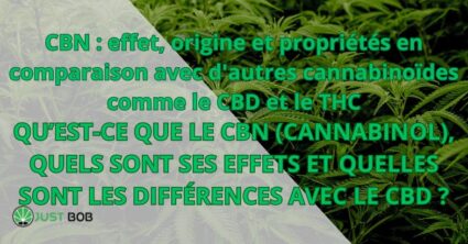 CBN : effet, origine et propriétés en comparaison avec d'autres cannabinoïdes comme le CBD et le THC