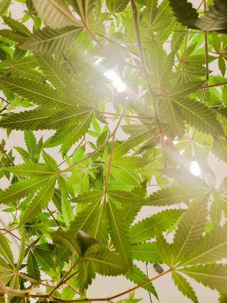 Les effets positifs et secondaires du CBD