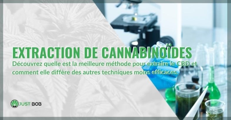 Extraction des cannabinoïdes : quelle est la meilleure méthode ?