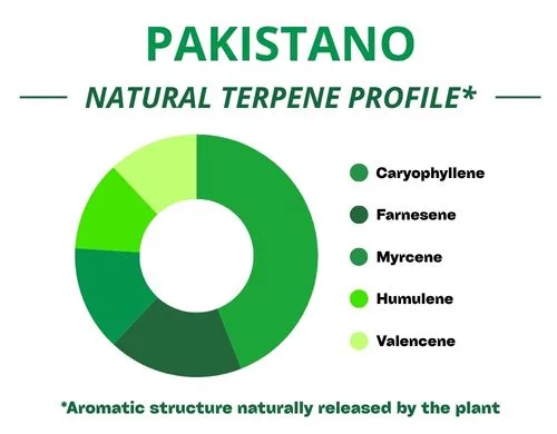 Diagramme circulaire du profil terpénique de la variété Pakistano