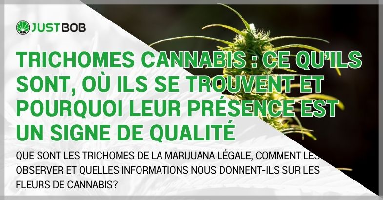 Trichomes cannabis : ce qu'ils sont