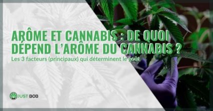 L'arôme du cannabis est principalement donné par 3 facteurs.