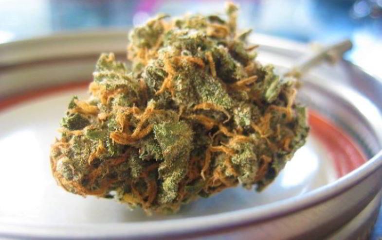 Culture biologique et arômes de cannabis léger