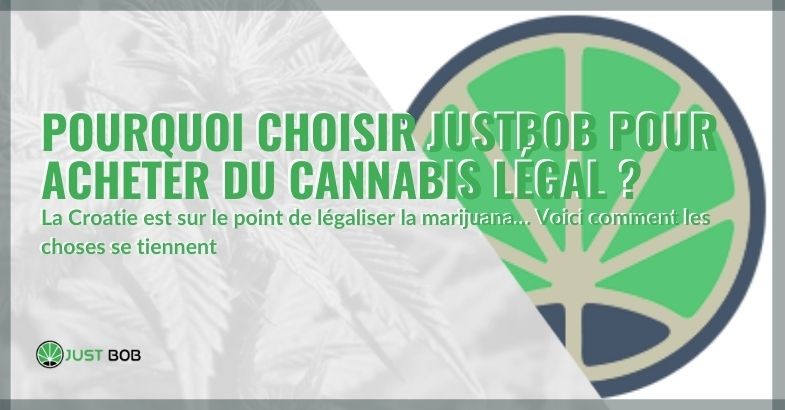 Justbob pour acheter du cannabis légal : pourquoi le choisir.