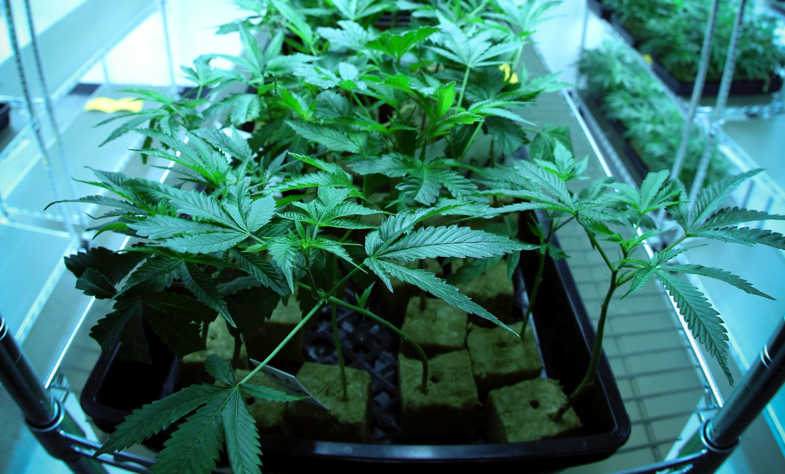 La lumière du cannabis présente des avantages significatifs avec la culture aéroponique