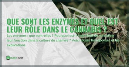 Enzymes : l'importance et le rôle dans le cannabis