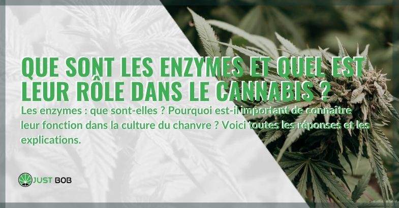 Enzymes : l'importance et le rôle dans le cannabis